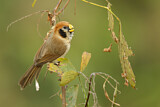Image. Spot-breasted Parrotbill