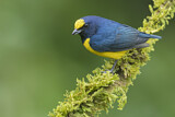 Image. Spot-crowned Euphonia