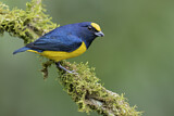 Image. Spot-crowned Euphonia