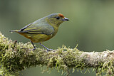 Image. Spot-crowned Euphonia