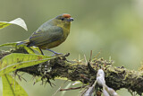 Image. Spot-crowned Euphonia