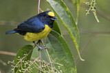 Image. Spot-crowned Euphonia