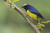 Image. Spot-crowned Euphonia