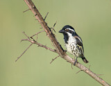 Image. Spot-flanked Barbet