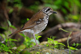 Image. Spot-winged Thrush