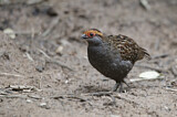 Image. Spot-winged Wood Quail