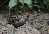 Image. Spot-winged Wood Quail