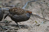 Image. Spot-winged Wood Quail