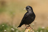 Image. Spotless Starling