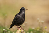 Image. Spotless Starling