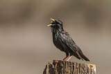 Image. Spotless Starling