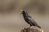 Image. Spotless Starling