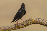 Image. Spotless Starling