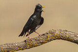 Image. Spotless Starling