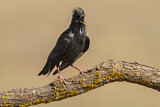 Image. Spotless Starling