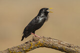 Image. Spotless Starling