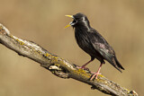 Image. Spotless Starling