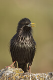 Image. Spotless Starling