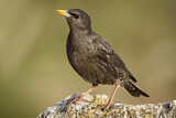 Image. Spotless Starling