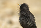 Image. Spotless Starling
