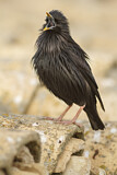 Image. Spotless Starling