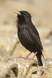 Image. Spotless Starling