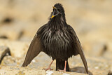 Image. Spotless Starling