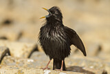 Image. Spotless Starling