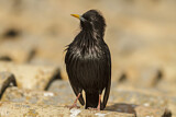 Image. Spotless Starling