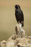 Image. Spotless Starling