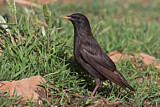 Image. Spotless Starling