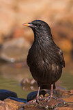Image. Spotless Starling