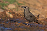Image. Spotless Starling