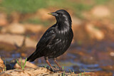 Image. Spotless Starling
