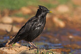 Image. Spotless Starling