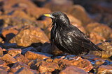 Image. Spotless Starling