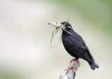 Image. Spotless Starling