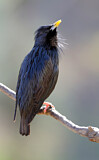Image. Spotless Starling