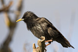 Image. Spotless Starling