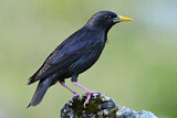 Image. Spotless Starling