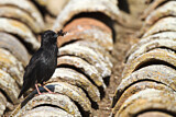 Image. Spotless Starling