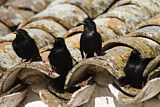 Image. Spotless Starling