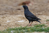 Image. Spotless Starling