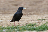 Image. Spotless Starling