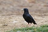Image. Spotless Starling
