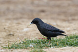 Image. Spotless Starling