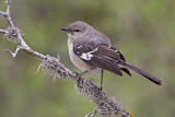 Image. Spottdrossel
