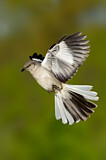 Image. Spottdrossel
