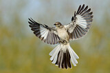 Image. Spottdrossel