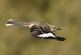 Image. Spottdrossel